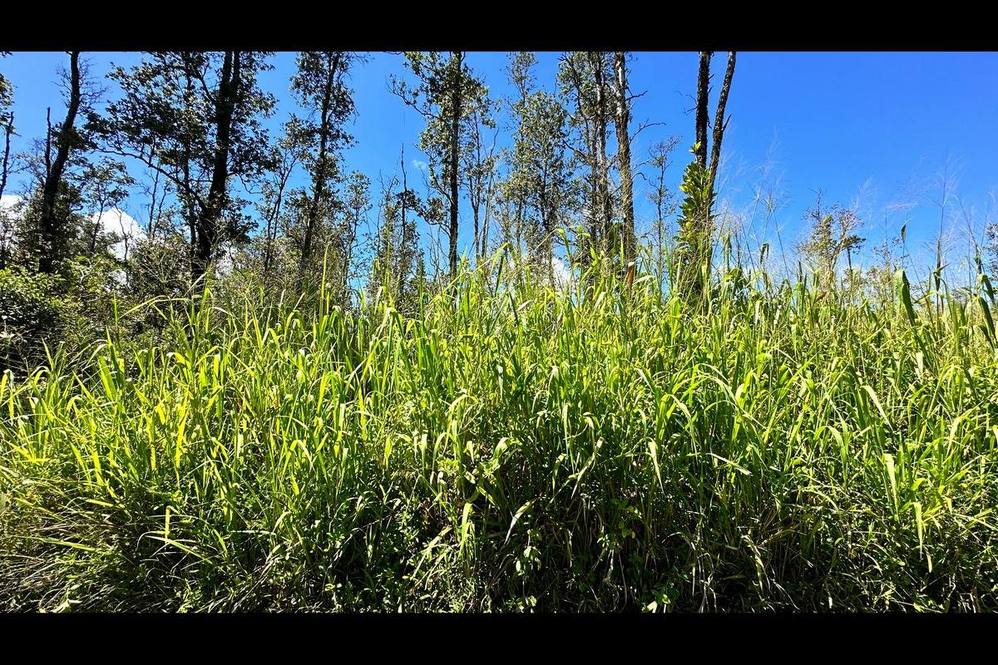 Orchidland Estates, Puna Real Estate Big Island Homes, Big Island