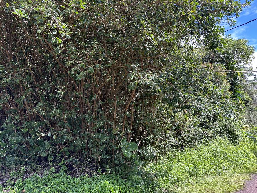 kona-st-pahoa-hi-96778-mls-706207